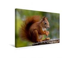 Premium Textil-Leinwand 45 x 30 cm Quer-Format Eichhörnchen Kinder - Zufriedener Blick | Wandbild, HD-Bild auf Keilrahmen, Fertigbild auf hochwertigem Vlies, Leinwanddruck von Tine Meier