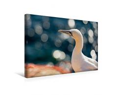 Premium Textil-Leinwand 45 x 30 cm Quer-Format Glitzerndes Wasser - Basstölpel | Wandbild, HD-Bild auf Keilrahmen, Fertigbild auf hochwertigem Vlies, Leinwanddruck von Katrin Streiparth