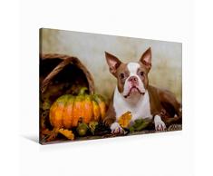 Premium Textil-Leinwand 90 x 60 cm Quer-Format Colored Boston Terrier Roxy Herbststimmung | Wandbild, HD-Bild auf Keilrahmen, Fertigbild auf hochwertigem Vlies, Leinwanddruck von Nicola Kassat Fotografie
