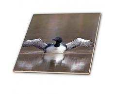 3dRose ct_205904_1 Common Loon, Gavia Immer, Flügel im Wetland, Marion Co Il Keramikfliese, 10,2 cm