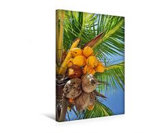 Premium Textil-Leinwand 30 x 45 cm Hoch-Format KokosnÃ¼sse an der Palme | Wandbild, HD-Bild auf Keilrahmen, Fertigbild auf hochwertigem Vlies, Leinwanddruck von Frank Hornecker