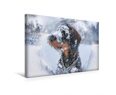 Premium Textil-Leinwand 45 x 30 cm Quer-Format Tiberius Brutus vom Schwindauer Land, Rauhaar, Standard, saufarben | Wandbild, HD-Bild auf Keilrahmen, Fertigbild auf hochwertigem Vlies, Leinwanddruck von Anja Foto Grafia Fotografie