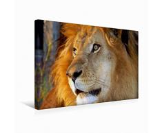 Calvendo Premium Textil-Leinwand 45 cm x 30 cm quer Löwe | Wandbild, Bild auf Keilrahmen, Fertigbild auf echter Leinwand, Leinwanddruck: Afrika Namibia Natur Natur