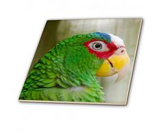 3dRose Belize, City, Zoo. Captive weiß AM Parrot. – Keramik Fliesen, 6 (CT 207002 _ 2)