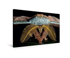 Premium Textil-Leinwand 90 x 60 cm Quer-Format Tussaspinner Antheraea mylitta, Asien | Wandbild, HD-Bild auf Keilrahmen, Fertigbild auf hochwertigem Vlies, Leinwanddruck von Armin Maywald