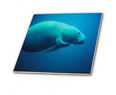 3dRose CT 80259 _ 1 niedlichen Bild von Florida Manati Kratzern Itself-Ceramic Fliesen, 4-Zoll