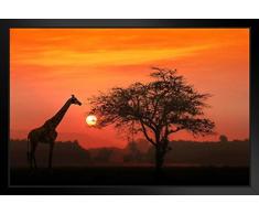Poster Gießerei afrikanischen Giraffe Sunrise Serengeti National Park Foto Kunstdruck Foto Kunstdruck 20x14 inches Framed Poster
