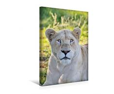 Premium Textil-Leinwand 30 x 45 cm Hoch-Format KATZEN PORTRAITS Weiße Löwen aus Afrika | Wandbild, HD-Bild auf Keilrahmen, Fertigbild auf hochwertigem Vlies, Leinwanddruck von N N