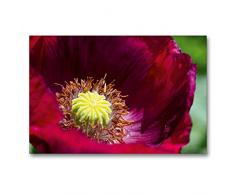 Premium Textil-Leinwand 90 x 60 cm Quer-Format Dunkelroter Mohn im Garten | Wandbild, HD-Bild auf Keilrahmen, Fertigbild auf hochwertigem Vlies, Leinwanddruck von Martina Cross