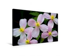Premium Textil-Leinwand 75 x 50 cm Quer-Format Clematis | Wandbild, HD-Bild auf Keilrahmen, Fertigbild auf hochwertigem Vlies, Leinwanddruck von Peter Hebgen