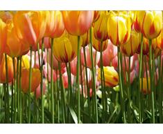 AG Design FTS 0045 Tulpen, Papier Fototapete - 360x254 cm - 4 teile, Papier, multicolor, 0,1 x 360 x 254 cm