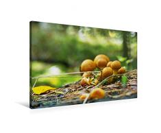 Premium Textil-Leinwand 90 x 60 cm Quer-Format Pilze in unseren Wäldern | Wandbild, HD-Bild auf Keilrahmen, Fertigbild auf hochwertigem Vlies, Leinwanddruck von Avianaarts Design Fotografie by Tanja Riedel