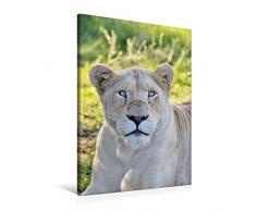 Premium Textil-Leinwand 60 x 90 cm Hoch-Format KATZEN PORTRAITS Weiße Löwen aus Afrika | Wandbild, HD-Bild auf Keilrahmen, Fertigbild auf hochwertigem Vlies, Leinwanddruck von N N