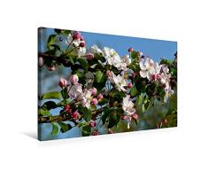 Calvendo Premium Textil-Leinwand 75 cm x 50 cm quer, ApfelblÃ¼ten | Wandbild, Bild auf Keilrahmen, Fertigbild auf echter Leinwand, Leinwanddruck Natur Natur