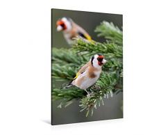 Calvendo Premium Textil-Leinwand 80 cm x 120 cm hoch, Stieglitz | Wandbild, Bild auf Keilrahmen, Fertigbild auf Echter Leinwand, Leinwanddruck: Vögel im heimischen Garten Tiere Tiere