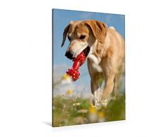 Calvendo Premium Textil-Leinwand 80 cm x 120 cm hoch, Lustiges Spielzeug | Wandbild, Bild auf Keilrahmen, Fertigbild auf echter Leinwand, Leinwanddruck: Windhund-Mischling Tiere Tiere