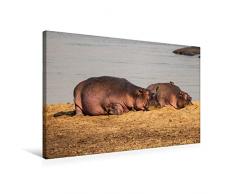 Premium Textil-Leinwand 75 x 50 cm Quer-Format Hippos im südlichen Afrika | Wandbild, HD-Bild auf Keilrahmen, Fertigbild auf hochwertigem Vlies, Leinwanddruck von Udo Quentin