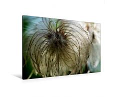 Premium Textil-Leinwand 120 cm x 80 cm quer Zarte, flaumige Clematis