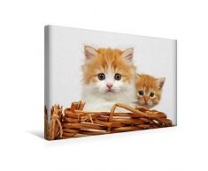 Premium Textil-Leinwand 45 x 30 cm Quer-Format Zwei junge Katzen im Korb | Wandbild, HD-Bild auf Keilrahmen, Fertigbild auf hochwertigem Vlies, Leinwanddruck von Klaus Eppele