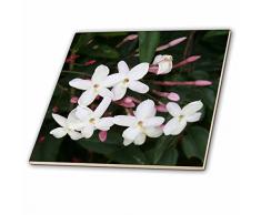 3dRose CT 46860 _ 5 Divinity und Hope weiß, Blumen, Staubblatt, Rosenblätter, Jasmin, duftende, Blossom Glass Tile, 4-Zoll