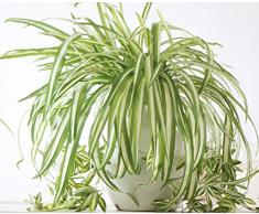 Liitrton 2 Pcs Kunststoff Kunstpflanze Spider Home Hochzeit Decor Simulation Greenery