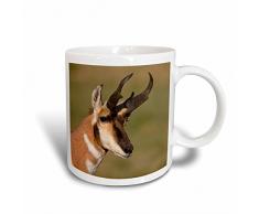 3dRose Pronghorn Antelope in der habitat-us32 ldi0058-larry Ditto Kaffeebecher, Keramik, Weiß, 12,7 cm x 11,43 x, 8.45