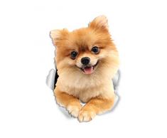 Winston & Bär süße Zwerghunde Wandtattoo – 2 Pack – Deutscher Spitz Hund WC Aufkleber – 3D Hund Auto Fenster und Stoßstange Aufkleber – Einzelhandelsverpackte Geschenke für Zwergliebhaber