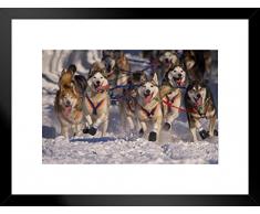 Poster Gießerei Iditarod Huskies ziehenden Hund Schlitten Foto Kunstdruck von proframes 26x20 inches Matted Framed Poster