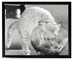 Culturenik Le BOL Du Chaton (der Schale Kätzchen, 1957) Deko Vintage-Tierfotografie Postkarte Poster Print 8 x 10