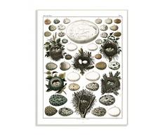 The Stupell Home Décor Collection Kunstdruck auf Leinwand, Motiv Eier und Nests Wandtafel 10x15