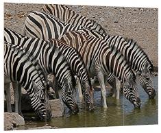 Pixxprint HBVs_1272_80x60 Zebraherde am Wasser MDF-Holzbild im Bretterlook Wanddekoration, bunt, 80 x 60 x 2 cm