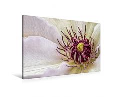 Premium Textil-Leinwand 90 x 60 cm Quer-Format Clematis | Wandbild, HD-Bild auf Keilrahmen, Fertigbild auf hochwertigem Vlies, Leinwanddruck von Bettina Dittmann