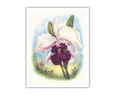 Pacifica Island Art White Cattleya Orchidee Hawaii – The Queen of Orchids – Vintage Hawaiian Airbrush Art von Ted Mundorff c.1940er Jahre – Hawaiian Fine Art Print Antik 11 x 14
