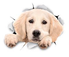 Winston & Bear 3D Hund Aufkleber - 2er-Pack - spähen Labrador Aufkleber für Wand, Kühlschrank weiße Labrador Aufkleber