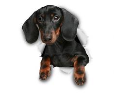 Winston & Bear 3D Hund Aufkleber - 2 Pack - Schwarze Dackel für Wand, Kühlschrank Dackel Aufkleber