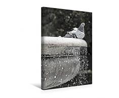 Premium Textil-Leinwand 30 cm x 45 cm hoch Taube am Brunnen