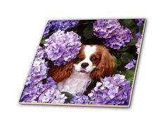 3dRose Cavalier King Charles Spaniel – Keramik Fliesen, 12 Zoll (CT 61913 _ 4)