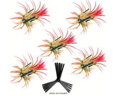 Artak Wand-Pflanzgefäß Air Pflanze-Halter Wand aufhängen Air Knoten | 5 schwarz Wandhalterung und Vanda Orchidee | Living Wall Vertical Garden | Modern Pflanzgefäß Pflanztopf für Air | Terrarium (schwarz) (schwarz)