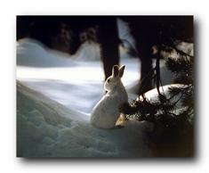 Süßer Wasserball Weiße Kaninchen im Schnee, Wildlife Animal Kinder Zimmer Kunstdruck Poster (16 x 20 cm)