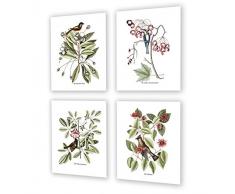Gnosis Picture Archive Vogel Kinderzimmer Wandtattoo Decor Set of 4 Bird Art Wandbild gerahmt Decor Art Prints, Catesby Birds 4 A