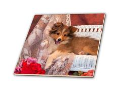 3dRose CT 207518 _ 2 Shetland Sheepdog liegt auf einem weiß Rattan Couch & Spitzendeckchen, Herr, 15,2 cm