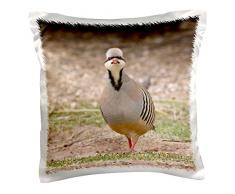 3dRose PC 83751 _ 1 Chukar Vogel, Kodak Kodachrome Waschbecken State Park, utah-na02 djo0044-diane Johnson-Pillow Fall, 16 von 40,6 cm