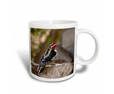 3dRose gelbbauch-saftlecker Stecker an Vogeltränke, Texas, USA Tasse, Keramik, weiß, 11,43 x 8,45 x 12,7 cm