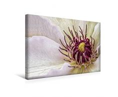 Premium Textil-Leinwand 45 x 30 cm Quer-Format Clematis | Wandbild, HD-Bild auf Keilrahmen, Fertigbild auf hochwertigem Vlies, Leinwanddruck von Bettina Dittmann