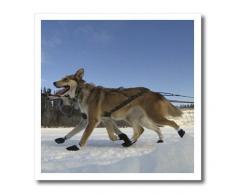 3dRose HT 13862 _ 3 Yukon Quest Schlitten Hunde auf der Takhini River-Iron auf Wärmeübertragung, 10 von 25,4 cm für weiß Material