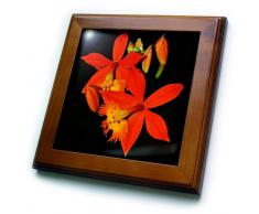 3dRose FT 179649 _ 1 A Makro Foto von Miniatur orange Tropische Orchideen von Fliesen, 8 von 20,3 cm