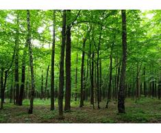 AG Design Wald, Vlies Fototapete, 4 Teile, Multicolor 360 x 270 cm