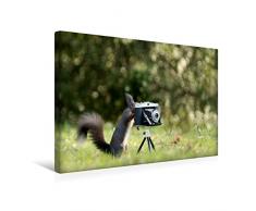 Premium Textil-Leinwand 45 x 30 cm Quer-Format Eichhörnchen entdeckt die Liebe zur Fotografie. | Wandbild, HD-Bild auf Keilrahmen, Fertigbild auf hochwertigem Vlies, Leinwanddruck von Birgit Cerny