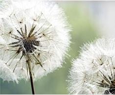 Fototapete FTNxxl0477, Löwenzahn