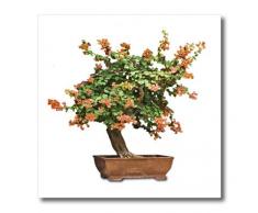 3dRose Zaubern Bonsai mit Orange Flowers-Iron auf Wärmeübertragung, 8 von 20,3 cm für weiß Material (HT 13926 _ 1)